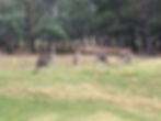 Kanga Tours kangaroos near the trees