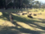kangaroo sightseeing tour near Melbourne