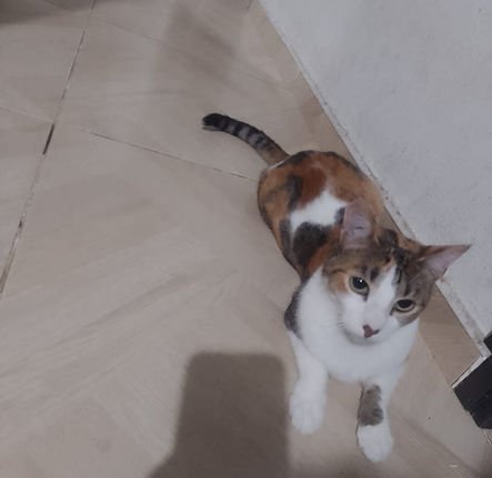 WhatsApp Image 2025-03-20 at 17.35.20 (1).jpeg