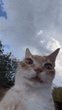 disturbed-cat-concerned-cat.gif