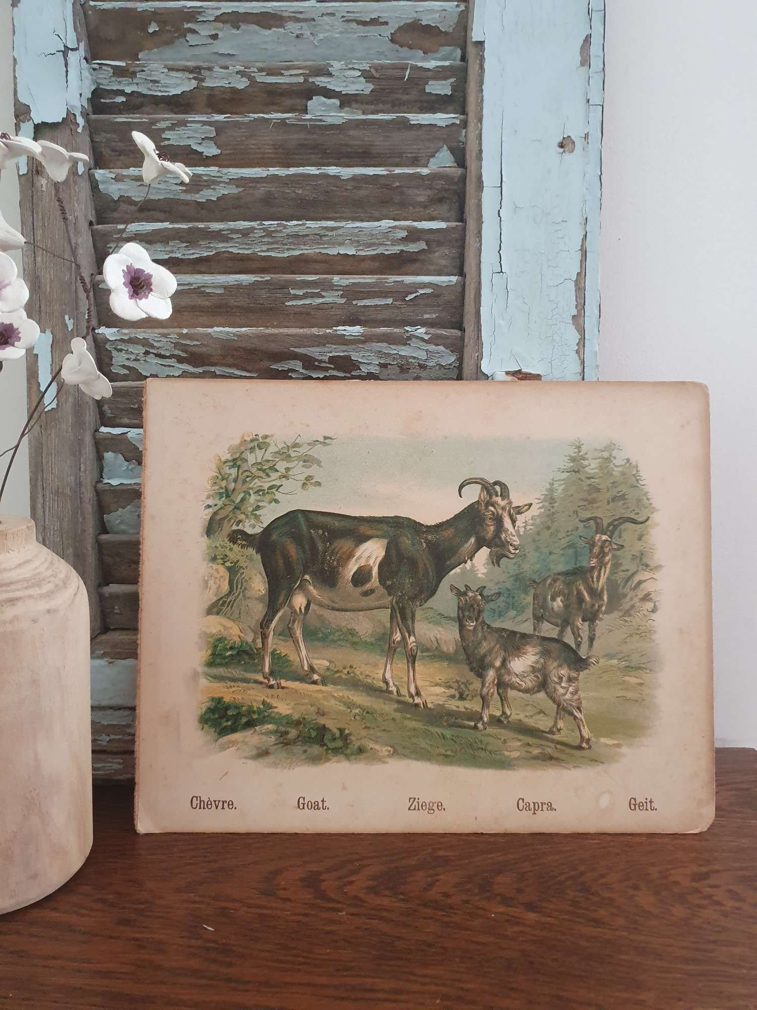 Illustration ancienne d'animaux