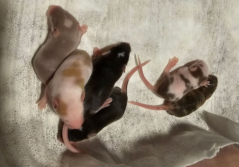 MoonlitTrio_1.1_females.jpg