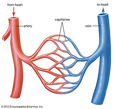 Blood-heart-capillaries-arteries-veins.jpg