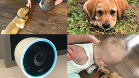 How to survive adding a puppy to your already chaotic mom life