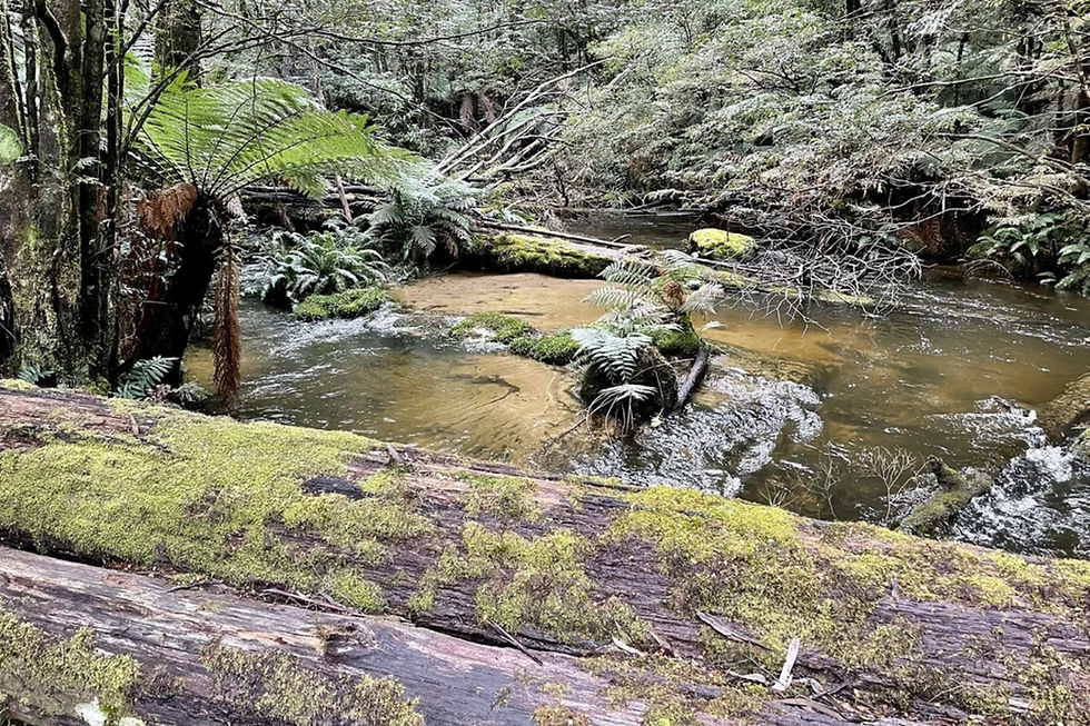 The Tanjil Bren river within Infinity Mining’s Tanjil Bren gold project in Victoria’s Melbourne zone, where the company has analysed stream samples to highlight gold anomalism. Credit: File