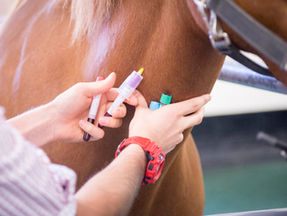 Proteomics equine blood test gives racing edge 