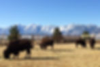 Bison at Black Rock ranch in Nevada, where IPO Bison Resources prospective gold-silver projects lie. Credit: File