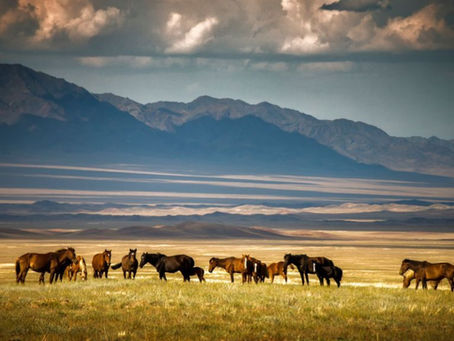 Sarytogan Graphite awards key DFS contracts for Kazakh graphite project