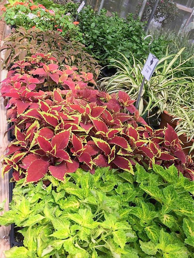 Bedding Plants Southern