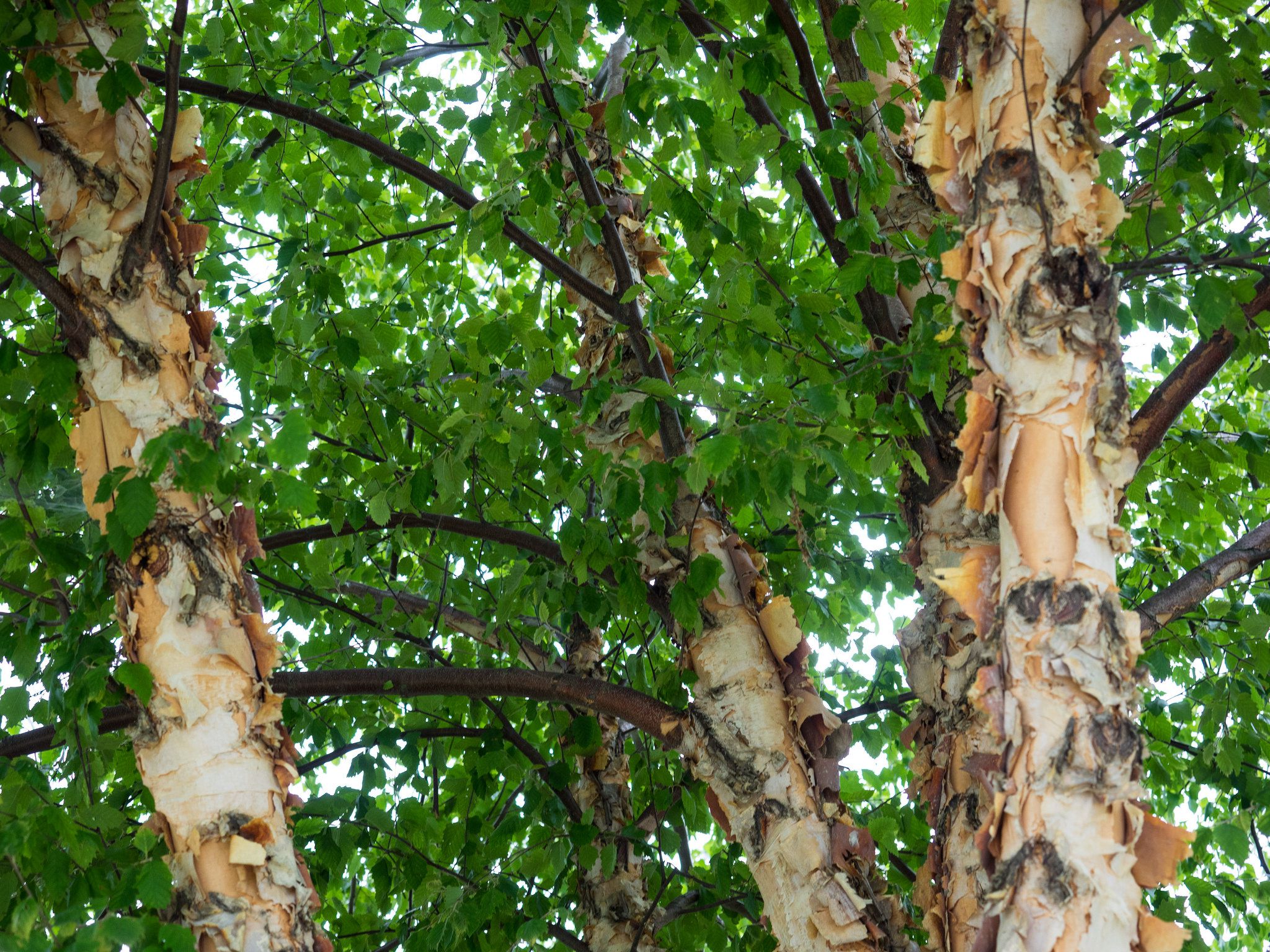 River Birch