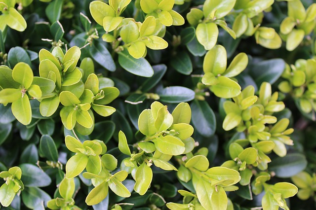 Japanese & Wintergreen Boxwood