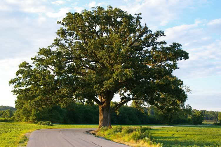 Oak Tree