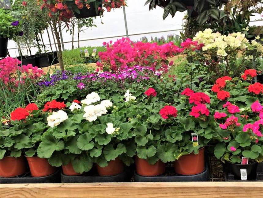 Bedding Plants Southern
