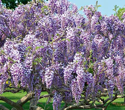Wisteria