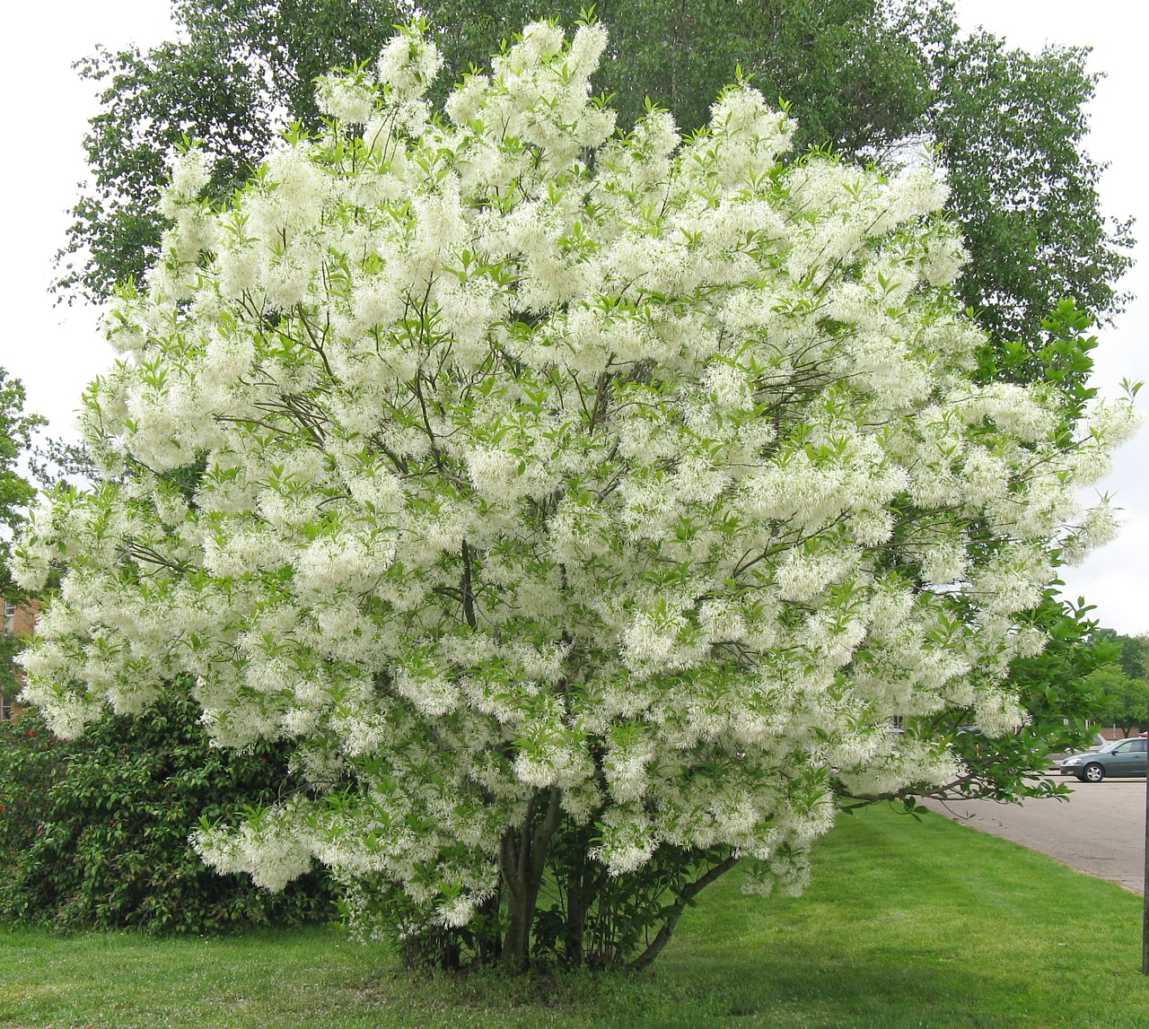 Greybeard Tree