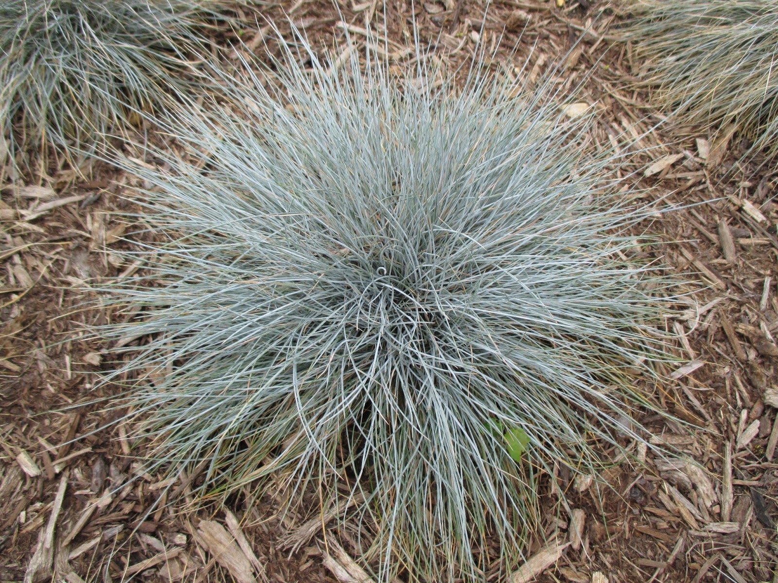 Festuca grass
