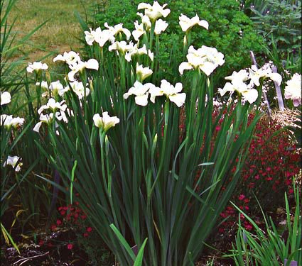 Iris