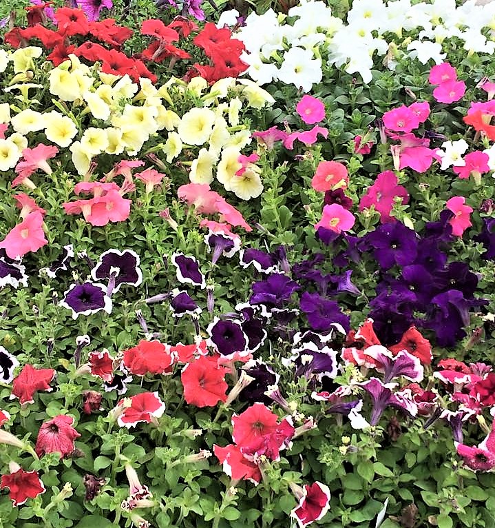 Bedding Plants Southern