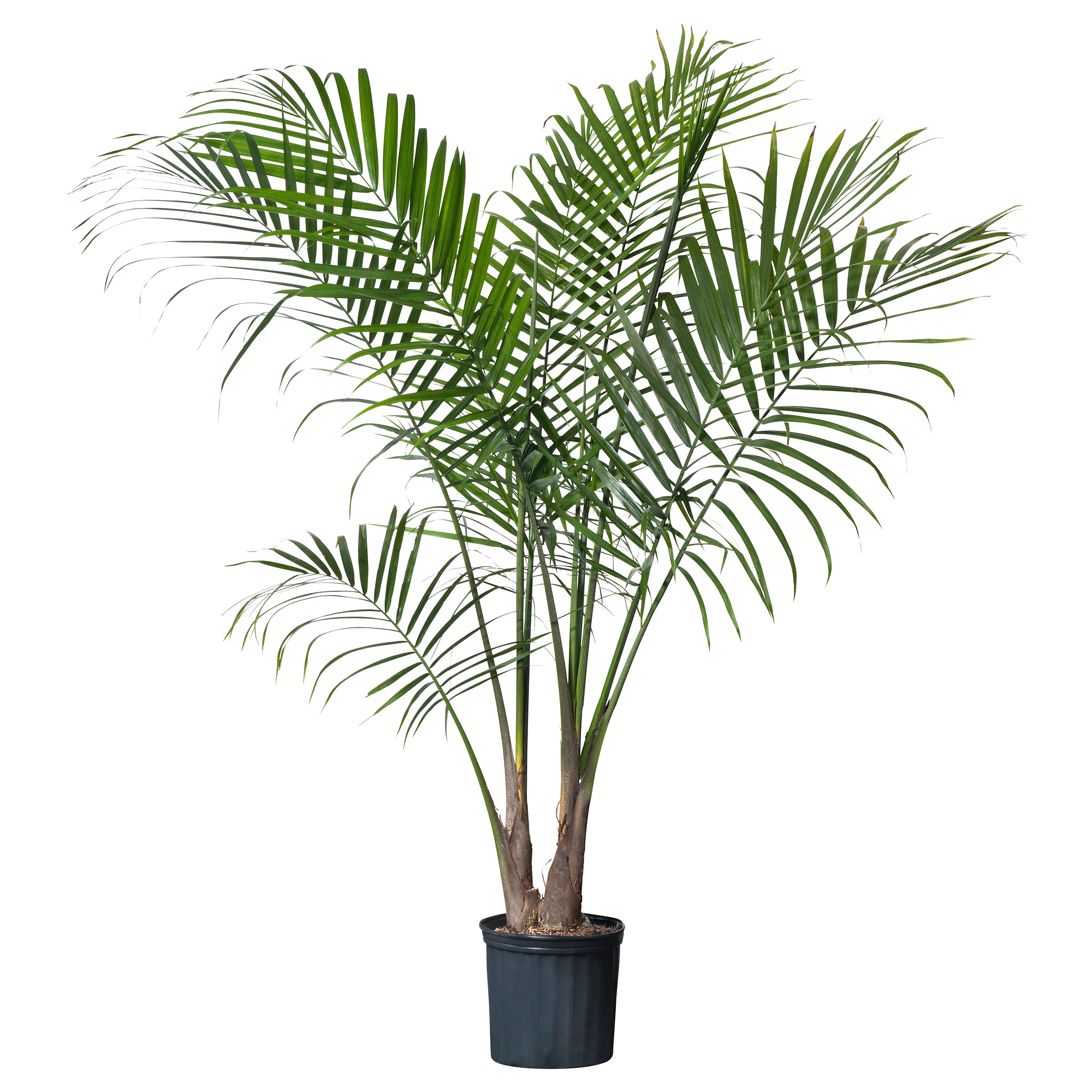 Majesty Palm