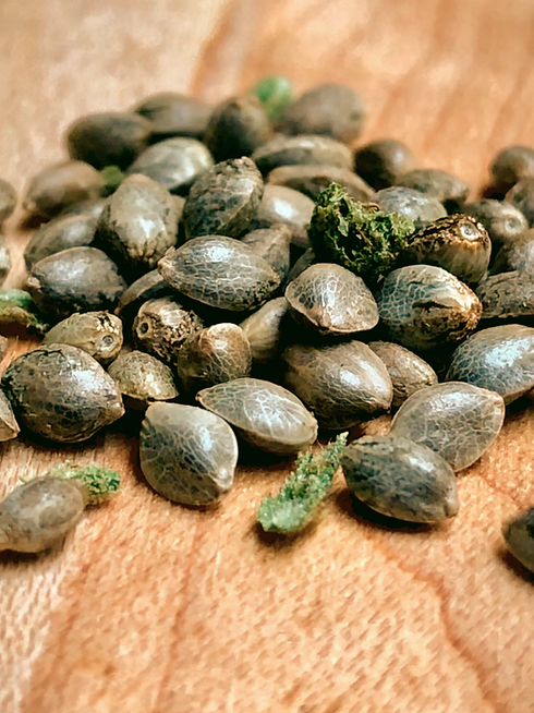 seeds_edited_edited.jpg