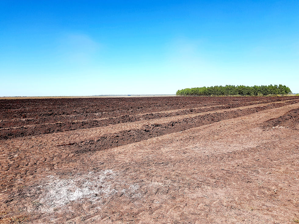 Huge areas of arable land are being prepared for reforestation. In the background a group of trees on the horizon.