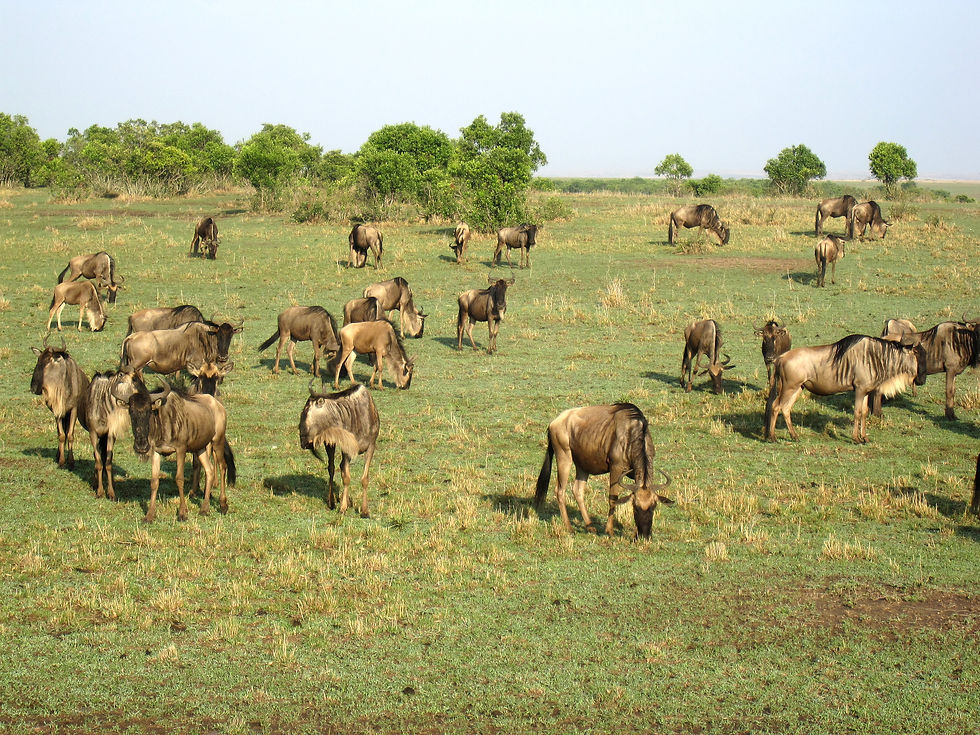 Eine große Herde Gnus grast in der Savanne.