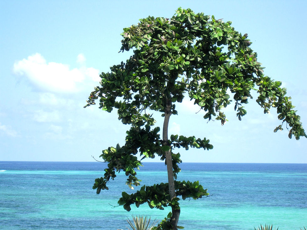 Im Zentrum des Bilds ist ein grün belaubter Baum. dahinter das Meer in verschiedenen Türkistönen. Und der blaue Himmel.