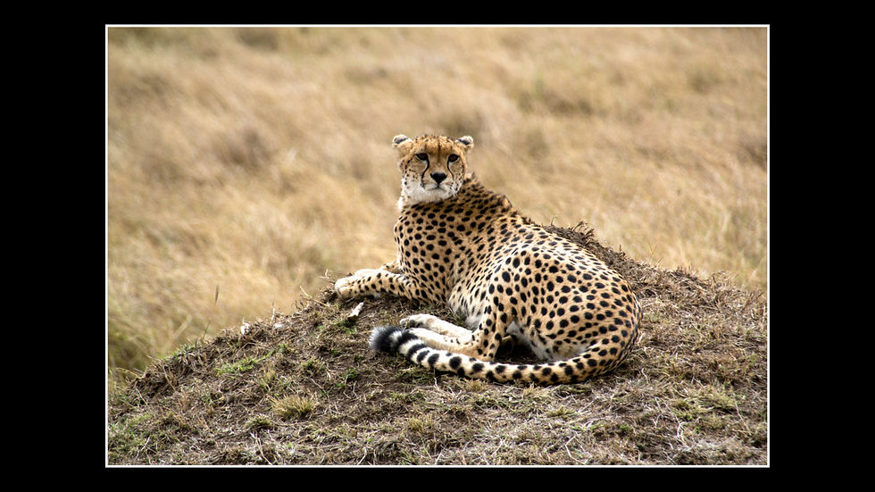 Ein Gepard liegt auf einer Grasnarbe und hält nach Beute ausschau.