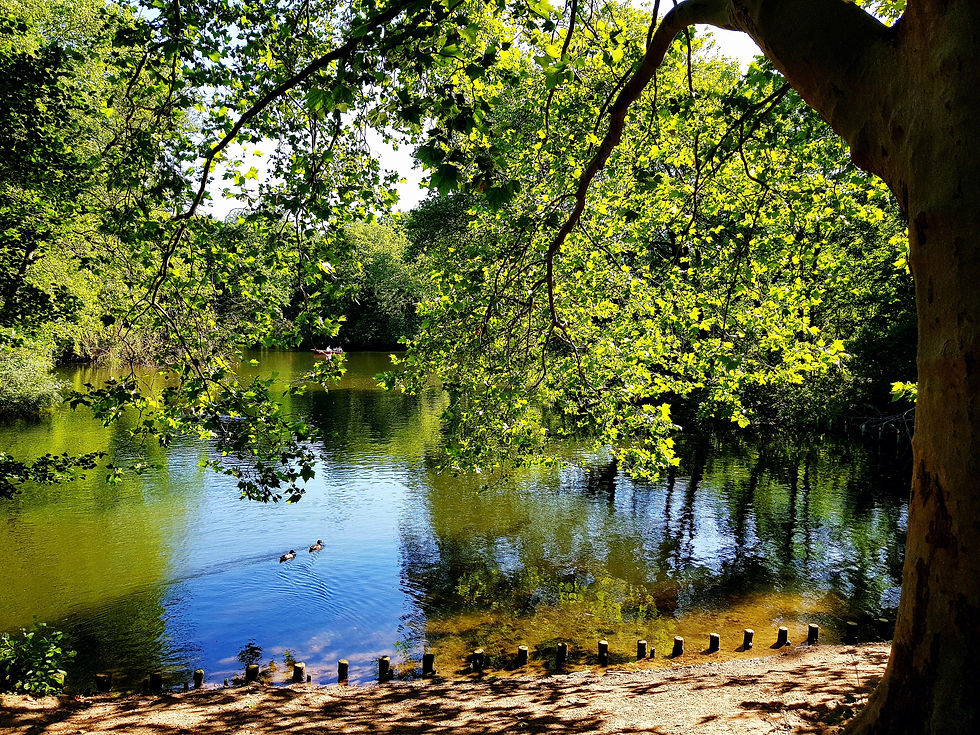 A dreamy lake landscape with picturesque leafy trees on the shore in the heart of Berlin.