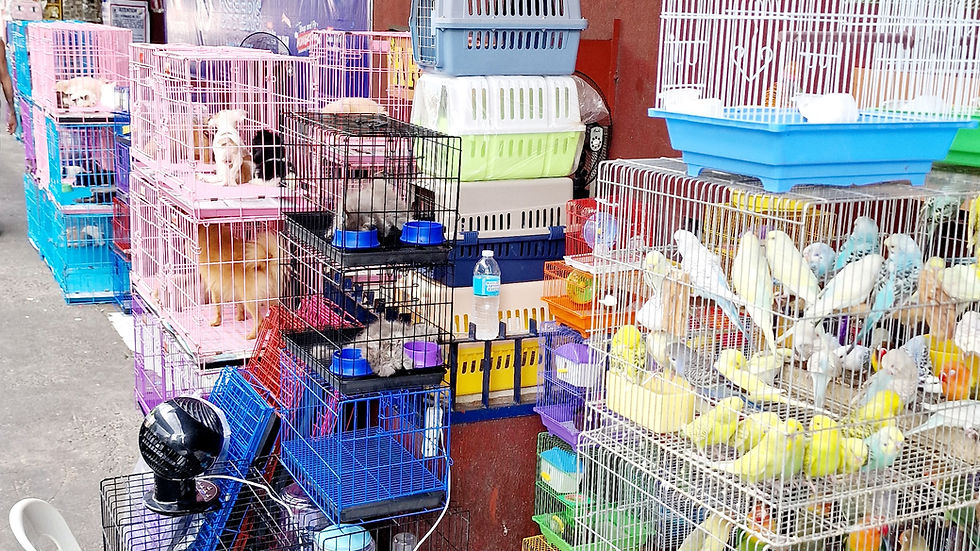 At this pet dealer, the cages are overflowing with animals for sale.