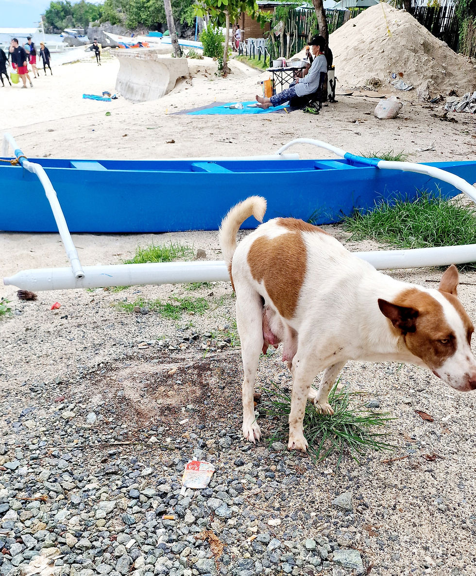 On a busy stretch of beach, a female dog does her business right in front of me.