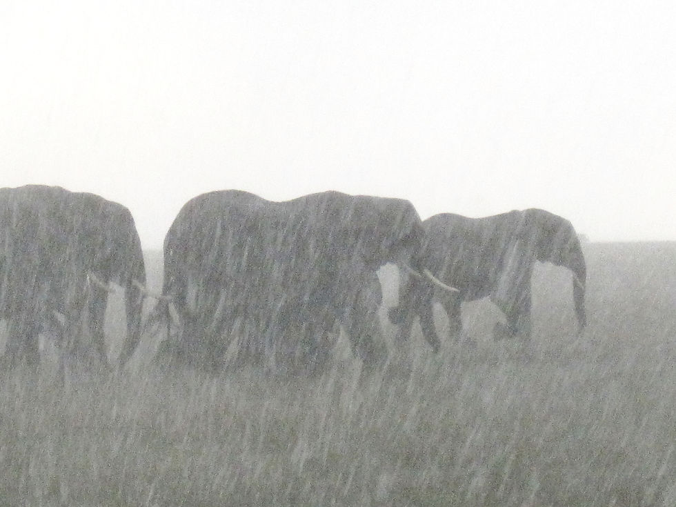 Eine Gruppe Elefanten läuft behäbig durch den strömenden Regen.