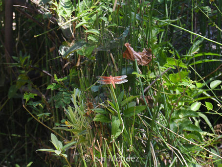 Composition Blog Post