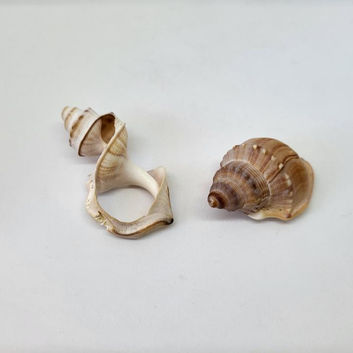Coquillages_edited_edited.jpg