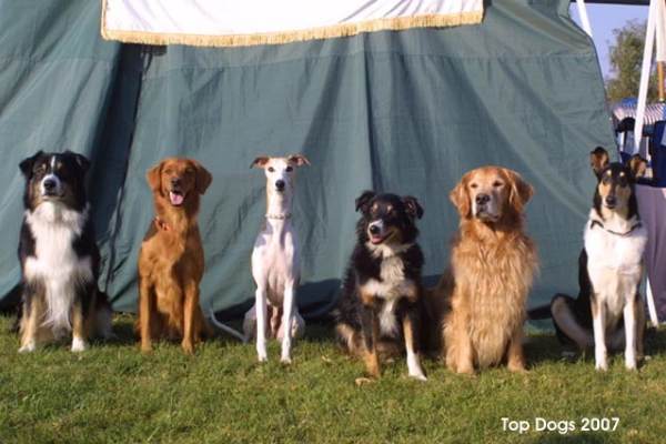 Top Dogs 2007