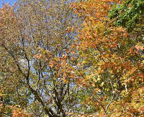 DSC_0037.JPG