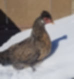 Thumbnail: Starter Pullet: Cream Legbar