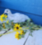 Thumbnail: Starter Pullet: Lavender Orpington