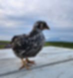 Thumbnail: Starter Pullet: Wyandotte Surprise Color