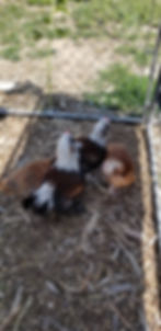 Thumbnail: Starter Pullet: Salmon Faverolles