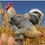 Thumbnail: Chick: Bielefelder