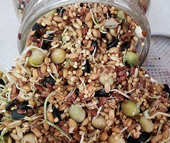 Sprouts Organic Poultry Feed Livestock