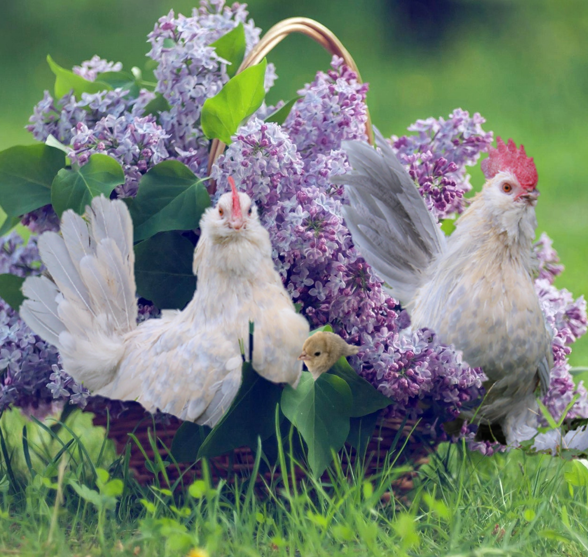 Sexing Chicks | Serenity Sprouts | Is it a Rooster | Silkie Sexing