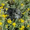 Thumbnail: Chick: Silkie - Feather Color Surprise