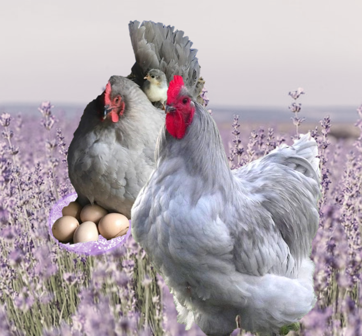 Chick: Lavender Orpington