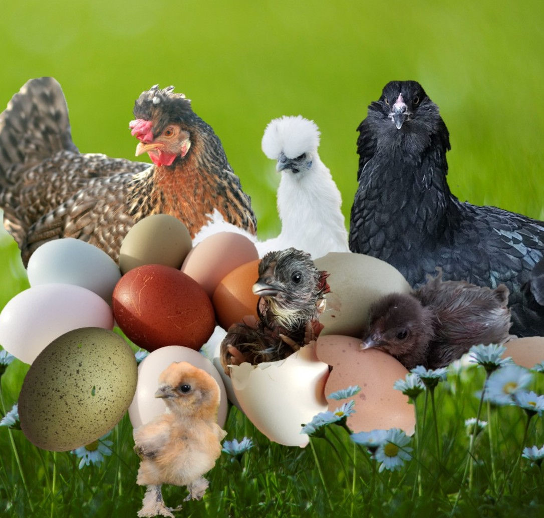 Chick: Serenity (Bantams Possible)