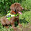 Thumbnail: Labrador Puppy Deposit
