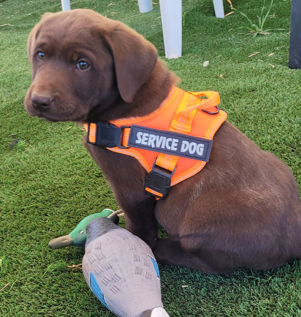 Chocolate Male Labrador Puppy Deposit
