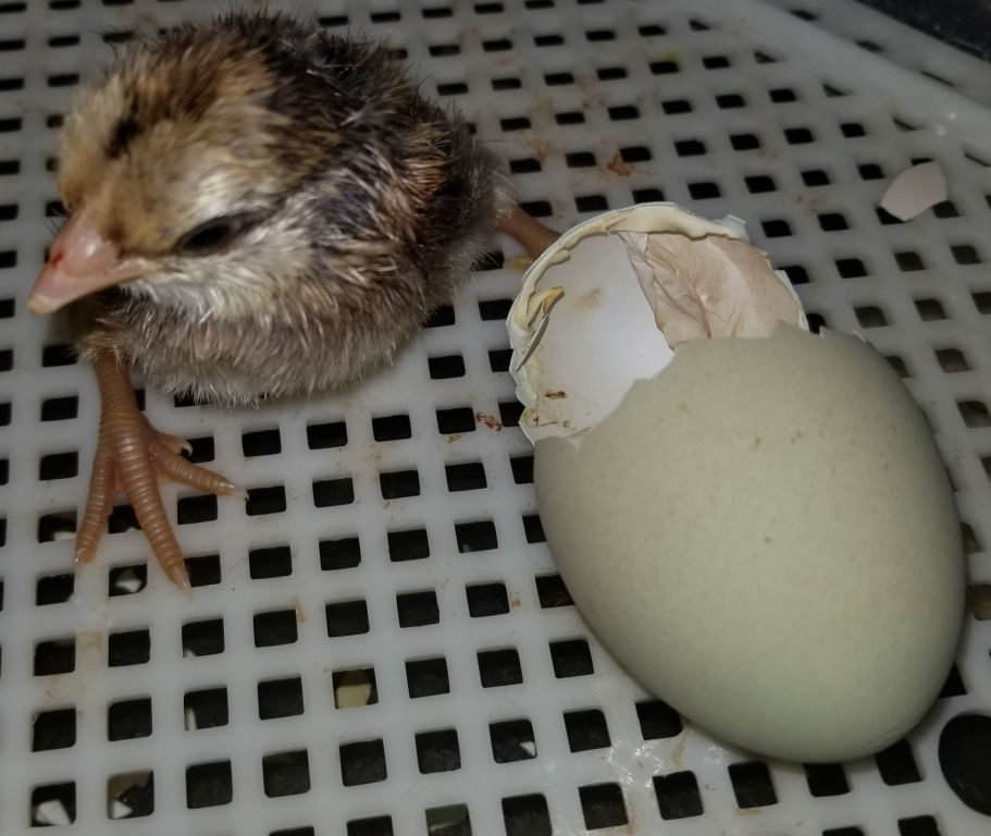 Thumbnail: Dozen Chicken Hatching Eggs