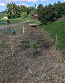 BFARainGarden (4).JPG